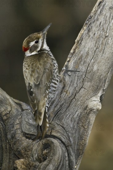 Arizona Woodpecker (Leuconotopicus arizonae), Arizona, USA