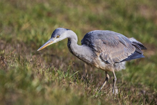 Grey Heron (Ardea cinerea) juvenile foraging, Baden-Wuerttemberg, Germany
