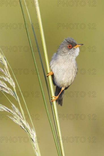 Balearic Warbler (Sylvia balearica) male, Mallorca, Spain