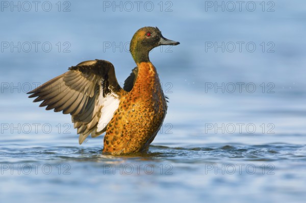 Chestnut Teal (Anas castanea) male flapping wings, Victoria, Australia