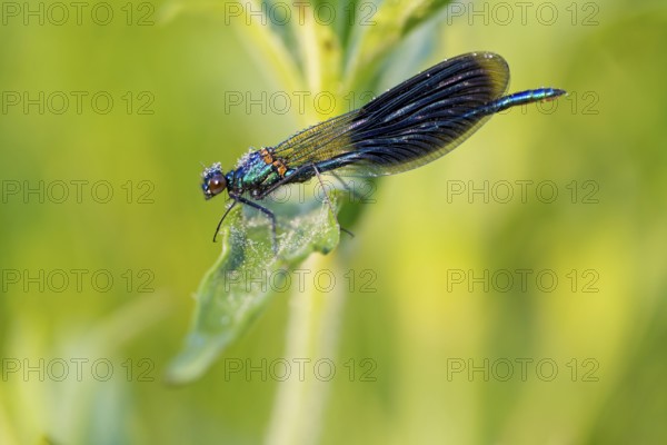 Banded demoiselle, (Calopteryx splendens), animals, insects, dragonfly, dragonfly, sideways, Lake Neusiedl, Andau, Burgenland, Austria