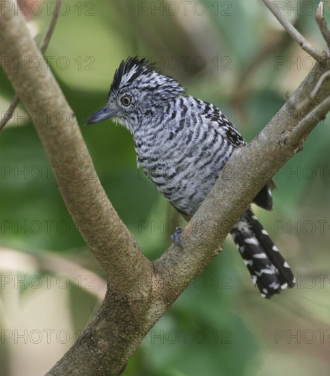 Barred Antshrike (Thamnophilus doliatus) male, Trinidad and Tobago