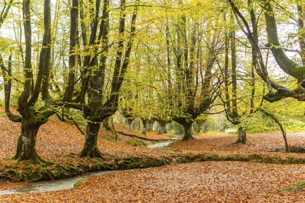 Beautiful autumn scene in Gorbea Natural Park, Basque Country, Spain, featuring vibrant foliage and towering trees. A serene stream meanders through the carpet of fallen leaves