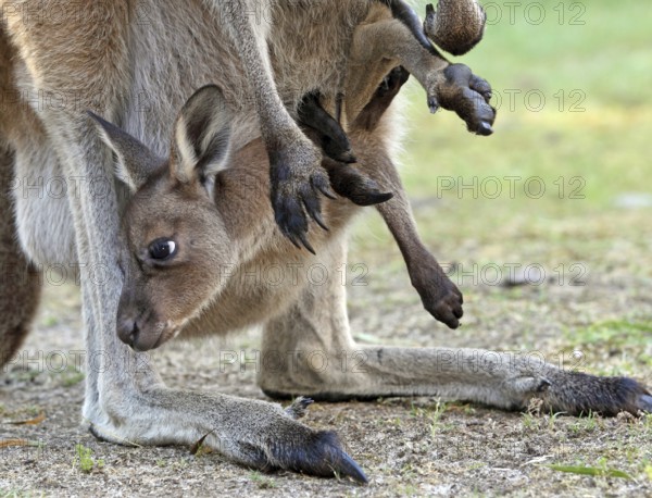 Western Grey Kangaroo (Macropus fuliginosus) joey peering from mother's pouch, Western Australia, Australia