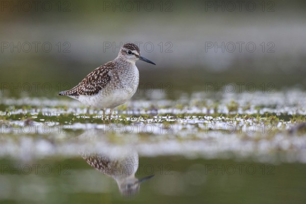 Wood Sandpiper (Tringa glareola) foraging, North Rhine-Westphalia, Germany