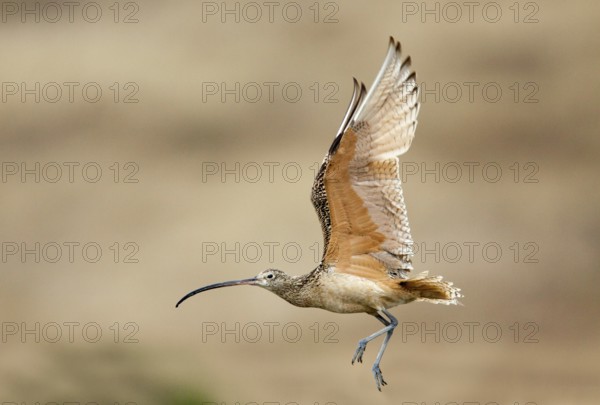 Long-billed Curlew Numenius americanus Moss Landing, California, United States 24 June Adult in flight. Scolopacidae