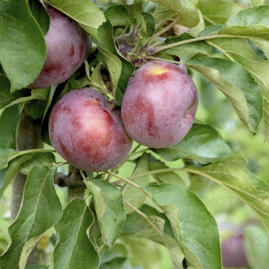 Columnar apple (Malus domestica 'Blue Moon'), Merkel family, Germany