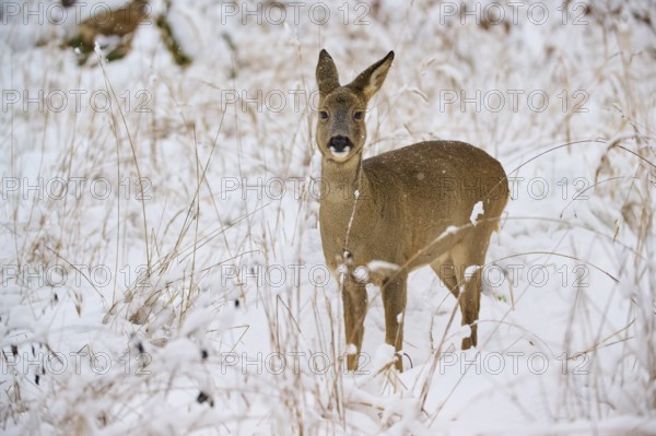 A roe deer stands in a snow-covered meadow, surrounded by tall grasses, in a quiet winter landscape, Winter, Roe deer (Capreolus capreolus), Hesse, Germany