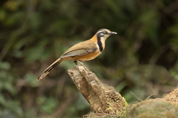 Lesser Necklaced Laughingthrush (Garrulax monileger), Yunnan, China