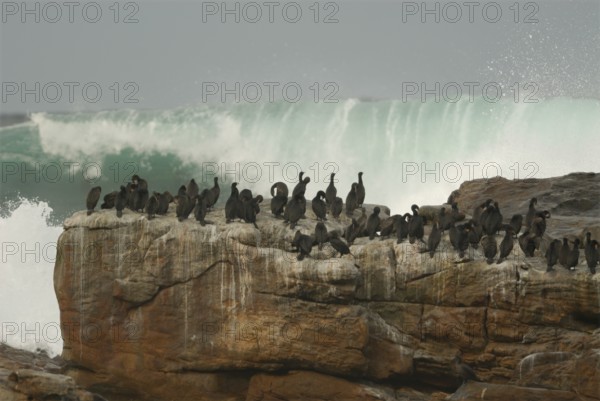 Cape Cormorant (Phalacrocorax capensis), South Africa