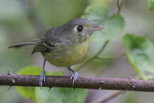 Cuban Vireo (Vireo gundlachii) perched on a branch in Cuba