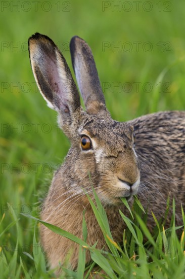 European hare, (Lepus europaeus), animals, mammals, hare, hare family, field, two, Lake Neusiedl, Andau, Burgenland, Austria