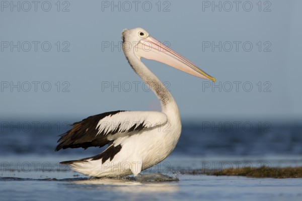 Australian Pelican (Pelecanus conspicillatus), Victoria, Australia