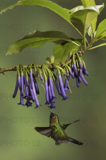 Tourlamine Sunangel (Heliangelus exortis) flying while feeding at a flower in Ecuador