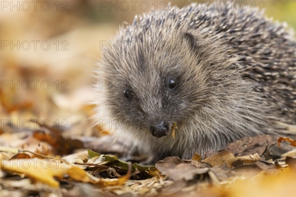 European hedgehog (Erinaceus europaeus) adult animal on fallen autumn leaves in a garden, England, United Kingdom