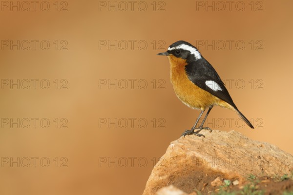 Moussier's Redstart - Diademrotschwanz - Phoenicurus moussieri, Morocco, adult male