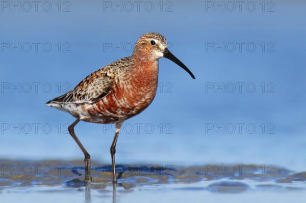 Curlew Sandpiper (Calidris ferruginea), Victoria, Australia