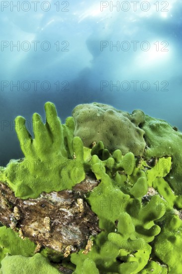 Endemic sponge (Lubomirskia baicalensis), Lake Baikal, Olkhon Island, Pribaikalsky National Park, Irkutsk Province, Siberia, Russia