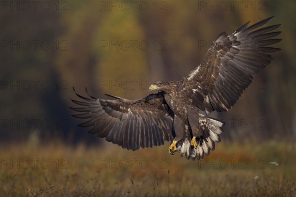 White-tailed Eagle (Haliaeetus albicilla) juvenile flying, Poland