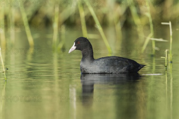 Eurasian Coot (Fulica atra), Eilat, Israel