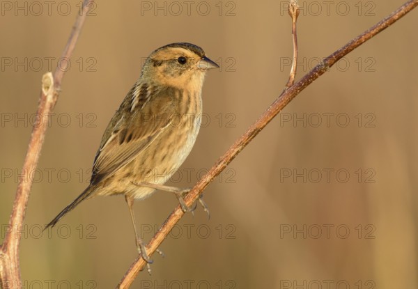 Nelson's Sparrow (Ammodramus nelsoni), Texas, USA