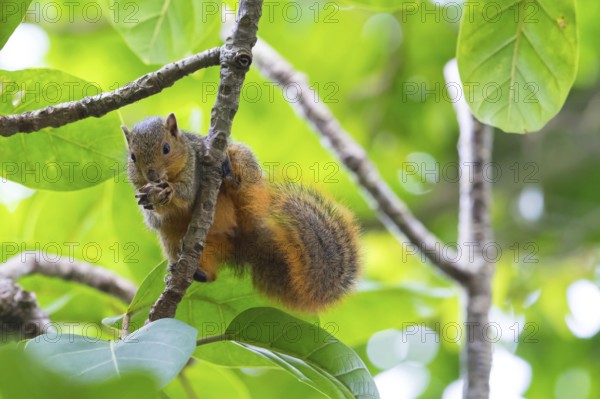 African Ground Squirrel, squirrel family, animals, mammals, biotope, habitat, eats, (Xerus inauris), Cape Ground Squirrel, iSimangaliso Wetland Park, St Lucia, KwaZulu-Natal, South Africa
