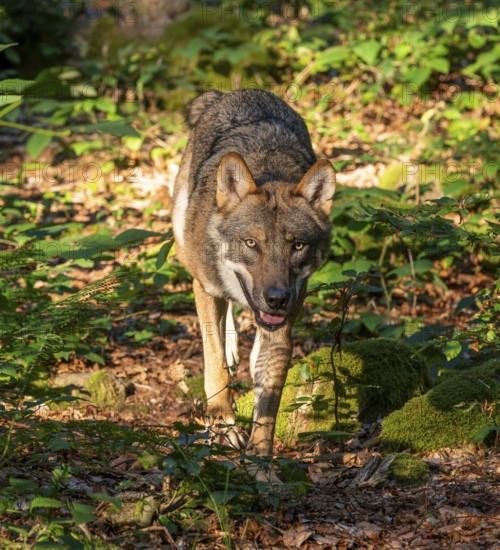 Wolf (Canis lupus) running through its territory, Germany