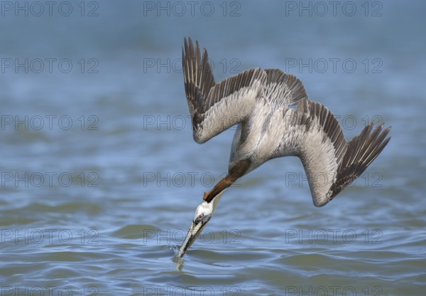 Brown Pelican (Pelecanus occidentalis) hunting, Texas, USA