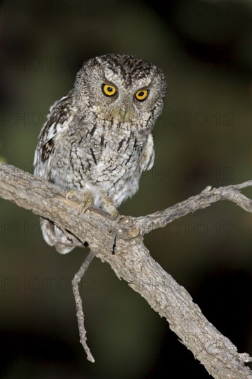 Whiskered Screech Owl (Megascops trichopsis) perched on a branch in southern Arizona, USA