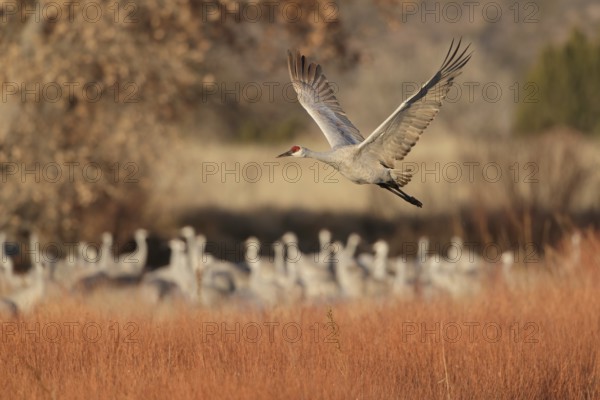 Sandhill Crane (Antigone canadensis) flying, New Mexico, USA