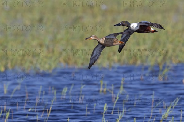 Shoveler, (Anas clypeata), flight photo, animals, birds, ducks, duck family, pair, male and female, drake, Lake Neusiedl, Illmitz, Burgenland, Austria