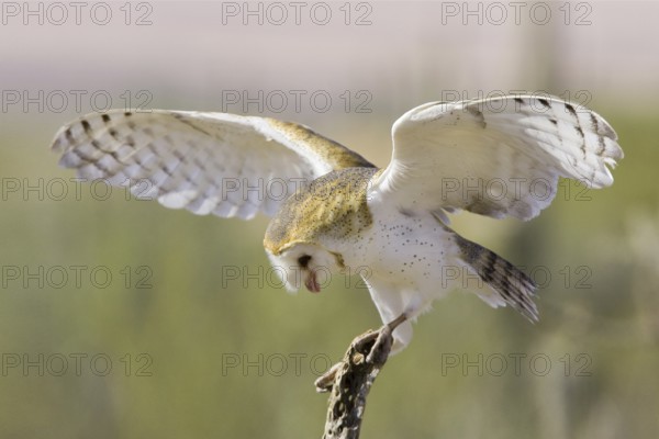 Western Barn Owl (Tyto alba), Arizona, USA