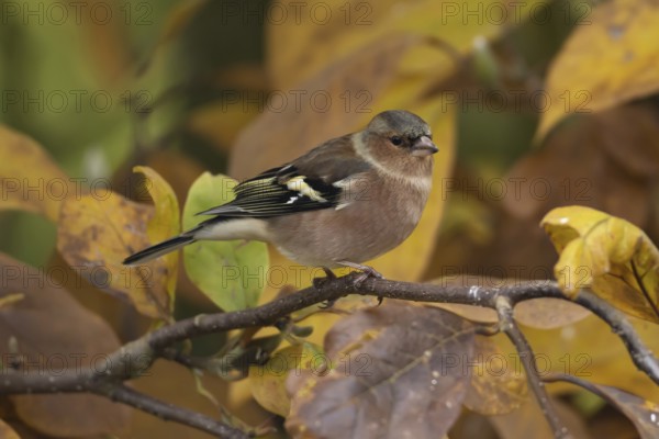 Eurasian chaffinch (Fringilla coelebs) adult male garden bird on a Magnolia tree branch with autumn colour leaves, Suffolk, England, United Kingdom