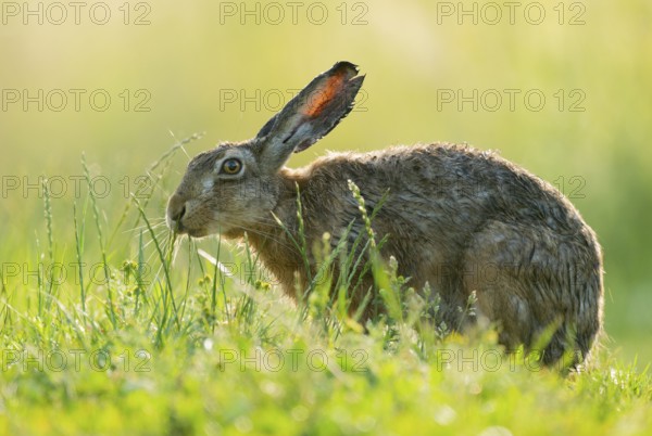 European hare (Lepus europaeus) sitting on a dirt track and eating grass, wildlife, Lower Saxony, Germany