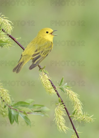 American Yellow Warbler (Setophaga aestiva) male singing from a branch, Texas, USA