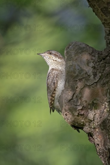 Eurasian Wryneck (Jynx torquilla) perched on tree, Saxony-Anhalt, Germany