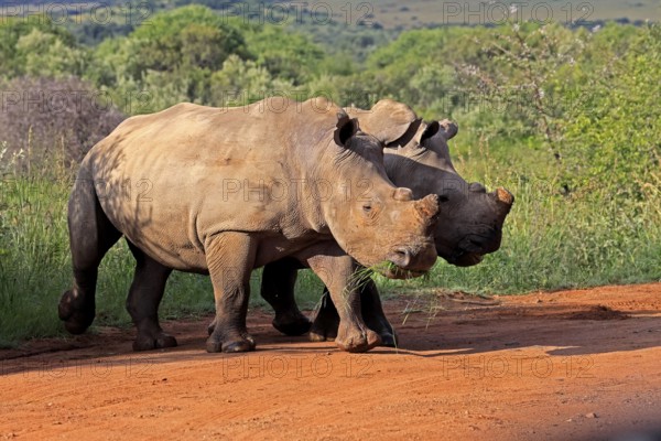 White rhino (Ceratotherium simum), white rhino, adult, two rhinos, foraging, dehorned, horn removed, Pilanesberg National Park, North West Province, South Africa, Africa, Germany
