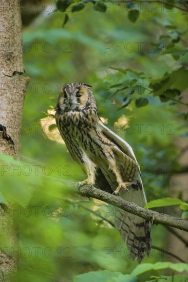 One long-eared owl (Asio otus), sitting on a branch of a tree, between green leaves. Stretching his left wing