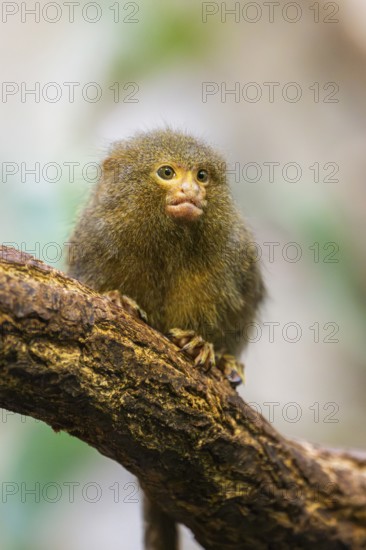 Eastern pygmy marmoset (Cebuella niveiventris) climbing on a tree in a forest, captive, Germany