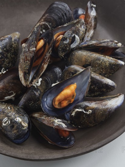 Close-up view of steamed mussels, one open in its half shell with delicious orange flesh