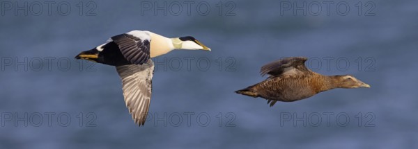 Common eider (Somateria mollissima), ducks, drake and female, pair, flight photo, side view, Longyearbyen, Svalbard Spitsbergen, Norway