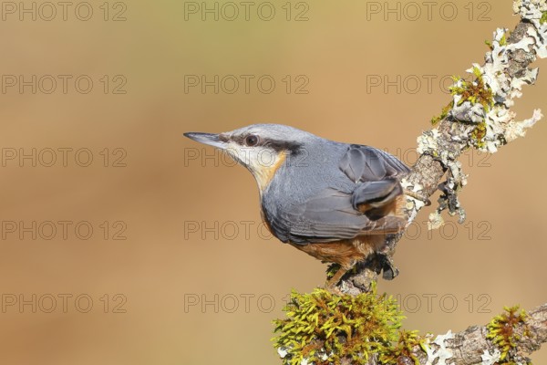 Nuthatch (Sitta europaea), sitting on a lichen-covered branch, wildlife, animals, birds, nature photography, Neunkirchen, Siegerland, North Rhine-Westphalia, Germany