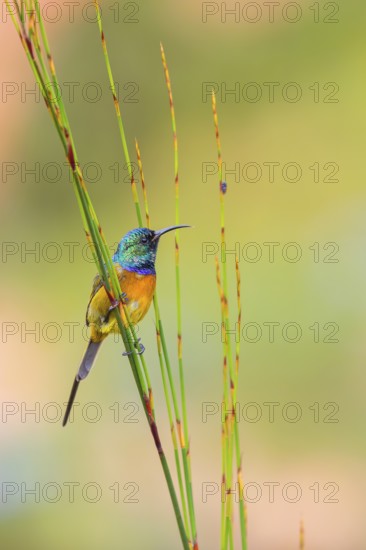 Golden-breasted Sunbird, Anthobaphes violacea, (Nectarinia violacea), Orange-breasted Sunbird, Souimanga orangé, Suimanga pechinaranja, Harold Porter National Botanical Gardens, Betty's Bay, Western Cape, South Africa