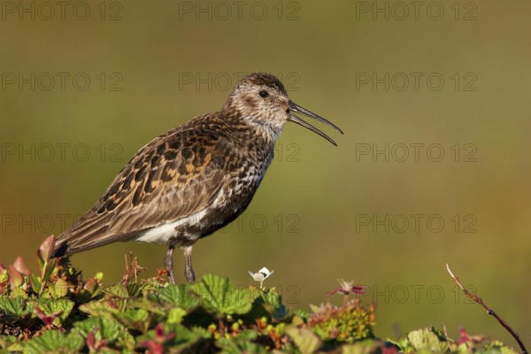 Dunlin (Calidris alpina) calling, Finnmark, Norway
