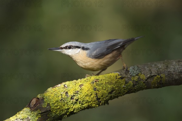 Eurasian nuthatch (Sitta europaea) adult bird on a tree branch, Suffolk, England, United Kingdom
