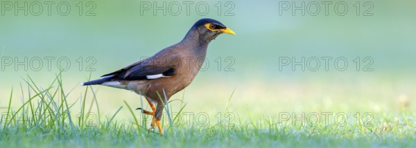 Shepherd's mynah, (Acridotheres tristis), animals, birds, perch, biotope, habitat, foraging Muscat, Al Qurm Park, Muscat, Oman