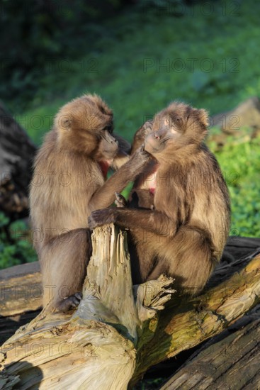 Two female Gelada (Theropithecus gelada), or bleeding-heart monkey sit with a baby between them in beautiful light on a tree trunk lying in green vegetation and groom each other