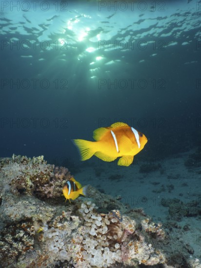 Red sea anemonefish (Amphiprion bicinctus)