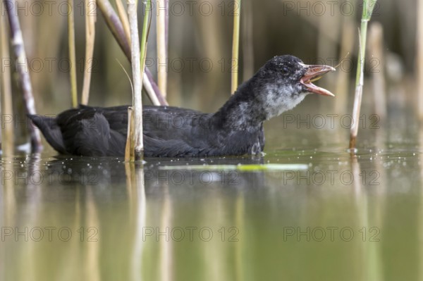 Eurasian Coot (Fulica atra) juvenile eating reeds, Mecklenburg-Western Pomerania, Germany