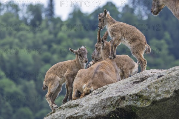 Three young ibexes (Capra ibex) climb and play on their mother, who is lying on a rock. A forest can be seen in the background. Carinthia, Austria
